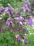 lilás Flores do Jardim Columbine Flabellata, Aquilégia Europeu, Aquilegia foto