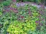 Columbine Flabellata, European Columbine