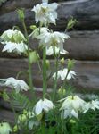 weiß Gartenblumen Akelei Flabellata, Europäische Akelei, Aquilegia Foto