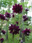 винен Градински цветове Кандилка Flabellata, Европейския Кандилка, Aquilegia снимка