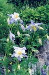 bleu ciel les fleurs du jardin Ancolie Flabellata, Ancolie Européen, Aquilegia Photo