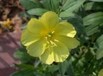 White Buttercup, Pale Evening Primrose 