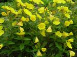 Evening primrose 