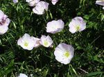 weiß Gartenblumen Nachtkerzen, Oenothera speciosa Foto