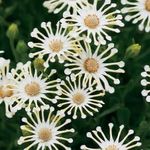 African Daisy, Kapgänseblümchen