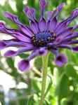 porpora I fiori da giardino Margherita Africana, Capo Margherita, Osteospermum foto