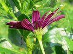 Photo African Daisy, Cape Daisy description