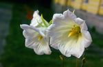 wit Tuin Bloemen Ostrowskia, Ostrowskia magnifica foto