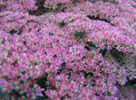 lilac Garden Flowers Showy Stonecrop, Hylotelephium spectabile Photo