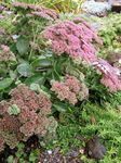 Sedum Vistosa