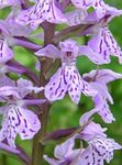 fotografija Močvirska Orhideja, Spotted Orchid opis