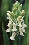 white Garden Flowers Marsh Orchid, Spotted Orchid, Dactylorhiza Photo