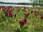 burgundy Garden Flowers Marsh Orchid, Spotted Orchid, Dactylorhiza Photo