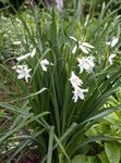 St Bruno's Lily 