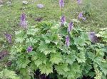 lila Trädgårdsblommor Stormhatt, Aconitum Fil