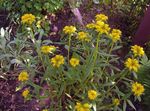 jaune les fleurs du jardin Sedum Aizoon Photo