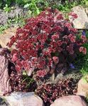 weinig Gartenblumen Mauerpfeffer, Sedum Foto