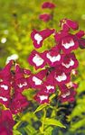 Foothill Penstemon, Penstemon Chaparral, Bunchleaf Penstemon