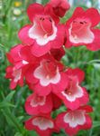 rot Gartenblumen Ausläufer Penstemon, Chaparral Penstemon, Bunchleaf Penstemon, Penstemon x hybr, Foto