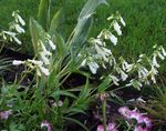 white Garden Flowers Eastern Penstemon, Hairy Beardtongue Photo