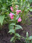 Photo Penstemon Orientale, Hairy Beardtongue la description