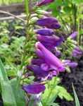 lila Gartenblumen Östlichen Penstemon, Behaarte Beardtongue Foto