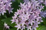 flieder Ägyptische Sternblume, Ägyptische Sternhaufen, Pentas Foto