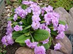 lilac Garden Flowers Primrose, Primula Photo