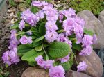 сиреневый Садовые Цветы Примула, Primula Фото