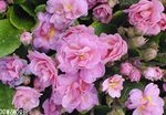 pink Garden Flowers Primrose, Primula Photo