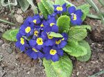 blue Garden Flowers Primrose, Primula Photo