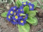 azul Flores de jardín Primavera, Primula Foto