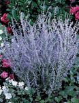 hellblau Gartenblumen Russische Salbei, Perovskia atriplicifolia Foto