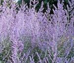 lilas les fleurs du jardin Sauge Russe, Perovskia atriplicifolia Photo