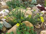 жовтий Садові Квіти Алиссум, Alyssum Фото