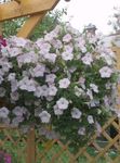 white Garden Flowers Petunia Photo