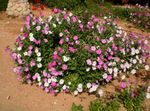 rosa Flores de jardín Petunia Foto