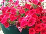 rojo Flores de jardín Petunia Foto