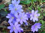 Bilde Liverleaf, Liverwort, Roundlobe Hepatica beskrivelse