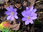 lilla I fiori da giardino Liverleaf, Liverwort, Roundlobe Hepatica, Hepatica nobilis, Anemone hepatica foto