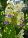 jaune les fleurs du jardin Ortie Royale, Galeopsis Photo