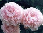 pink Garden Flowers Peony, Paeonia Photo