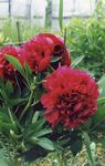 burgundy Garden Flowers Peony, Paeonia Photo