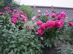 red Garden Flowers Peony, Paeonia Photo