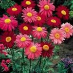 red Garden Flowers Painted Daisy, Golden Feather, Golden Feverfew, Pyrethrum hybridum, Tanacetum coccineum, Tanacetum parthenium Photo