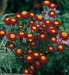 burgundy Garden Flowers Painted Daisy, Golden Feather, Golden Feverfew, Pyrethrum hybridum, Tanacetum coccineum, Tanacetum parthenium Photo