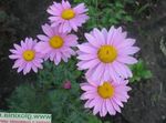 lilac Garden Flowers Painted Daisy, Golden Feather, Golden Feverfew, Pyrethrum hybridum, Tanacetum coccineum, Tanacetum parthenium Photo