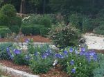 Balloon Flower, Chinese Bellflower