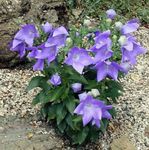 lilac Balloon Flower, Chinese Bellflower, Platycodon Photo