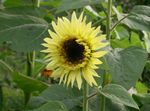 жълт Градински цветове Слънчоглед, Helianthus annus снимка